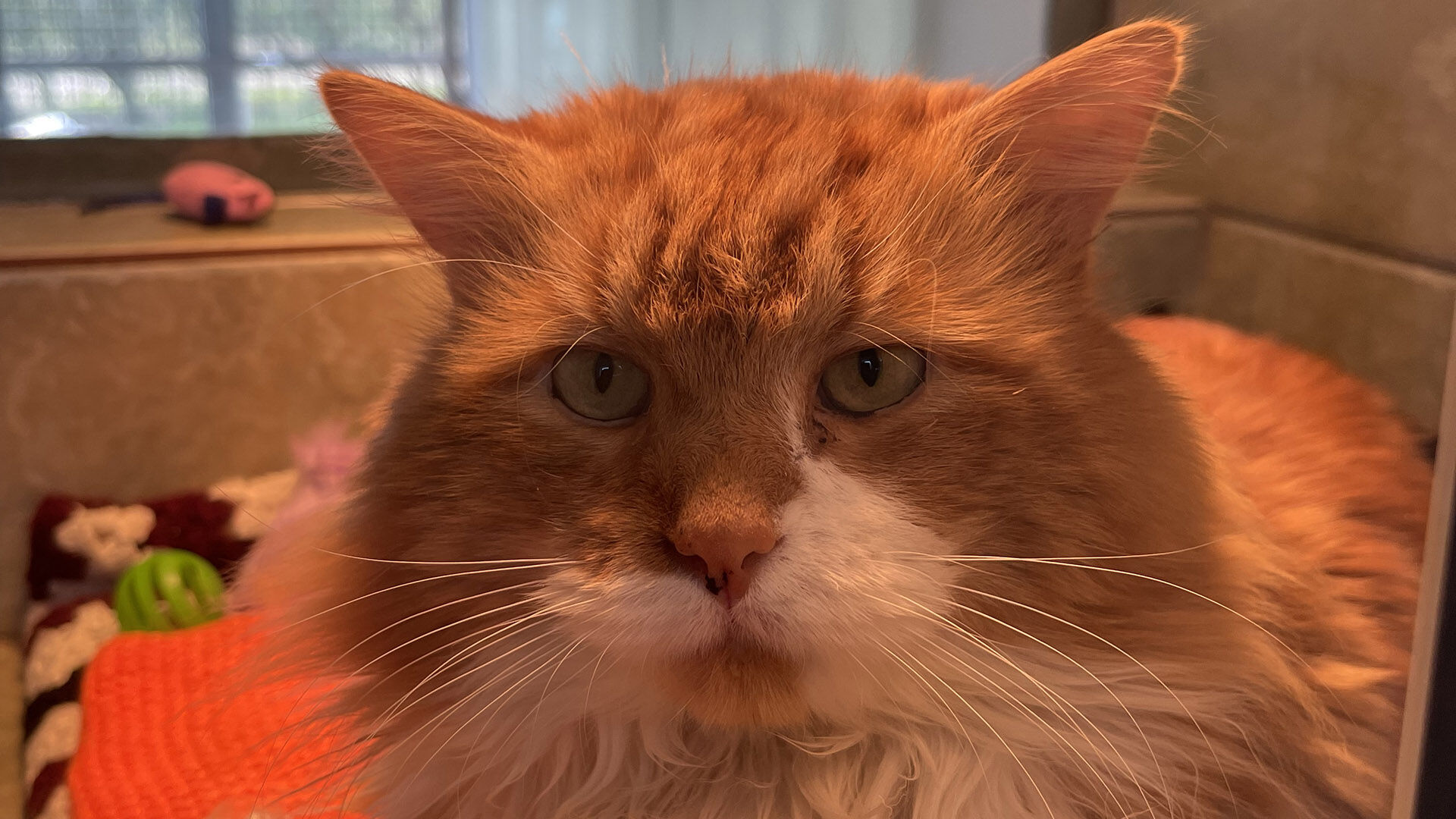 cat for adoption at the rspca doncaster