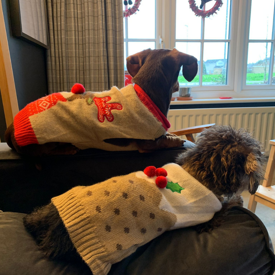 Dogs in Christmas Jumper