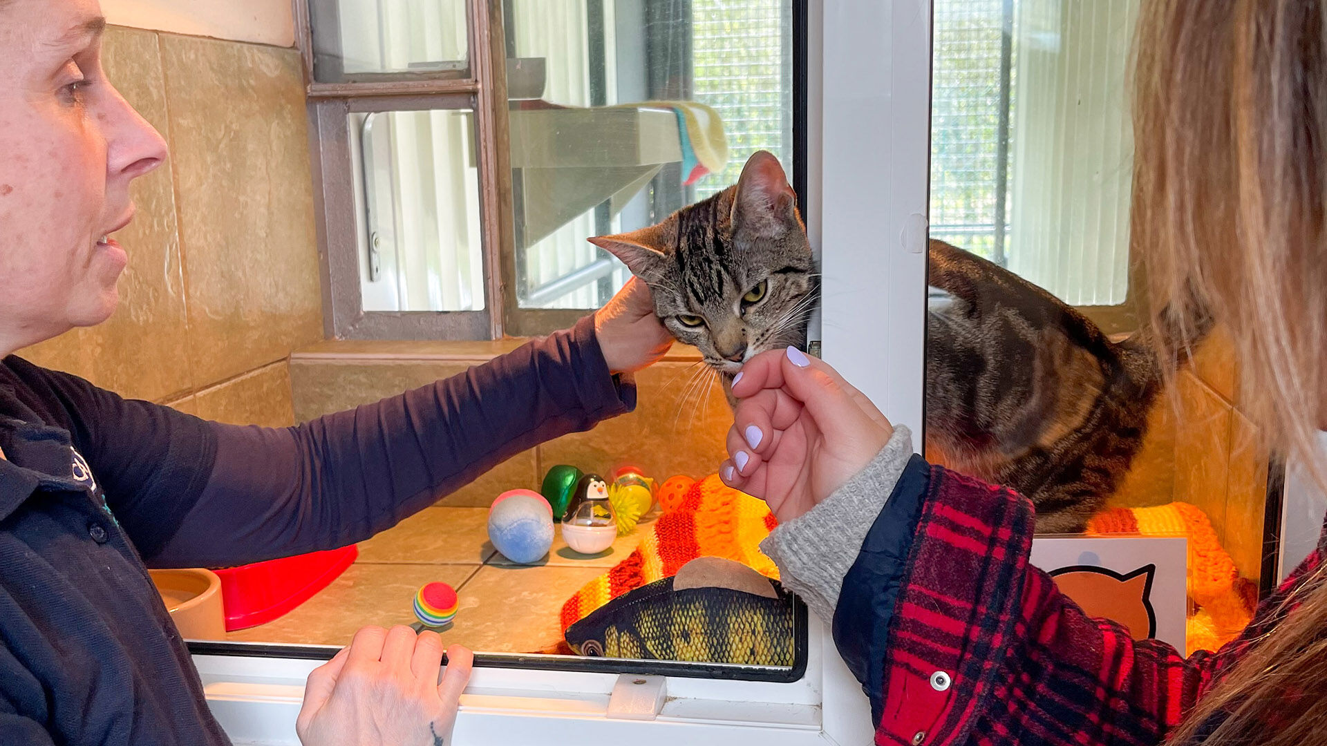 cat at the rspca  doncaster