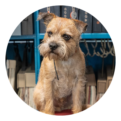 Elvis, Head of Office Morale