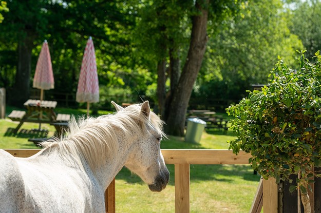 horse in outdoor garden